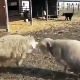 Мировне снаге