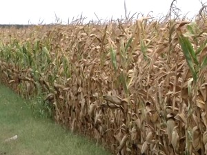 Ако питате ратаре, од кукуруза је мало шта остало – стручњаци нису толики песимисти