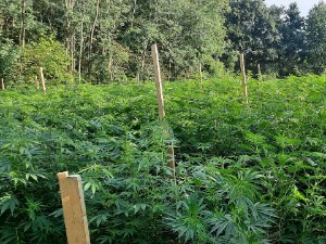 Откривен засад од око 500 стабљика индијске конопље код Аранђеловца