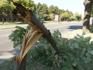 Ко бесправно сече дрвеће по Београду