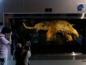 За „васкрсавање“ изумрлог рунастог мамута сакупљено 15 милиона долара