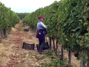 Почела берба грожђа у Неготину – повећана тражња за домаћим вином