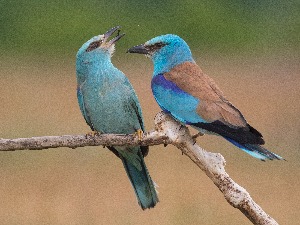 „Ниједна врста не умире сама“ – нова кампања Телекома Србија