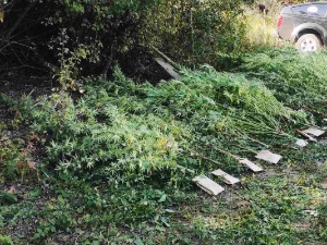 Откривена плантажа конопља у околини Аранђеловца, четири особе ухапшене