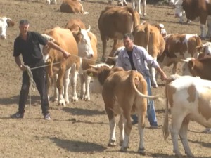Пресушио извор, жедни и изнемогли коњи и краве на Сувој планини, да ли су цистерне решење