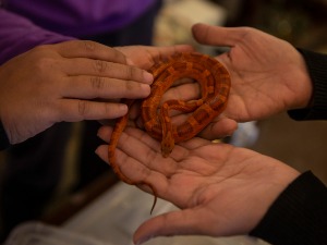 Покушао да прогута змију како би забавио друштво, па умро од уједа