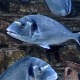 Акваријум Бока открива морски живот Црне Горе 