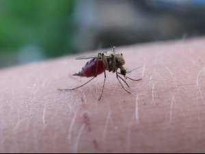 СЗО препоручила прву вакцину против маларије за децу у Африци