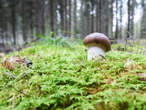 "Потпис Чернобиља" има 95 одсто узорака дивљих печурака у Немачкој