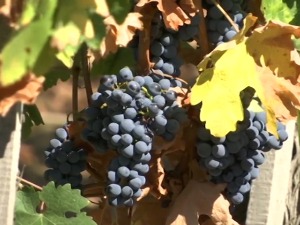 Производња вина код Милетића из Опарића од чукундеде Душана до данас 