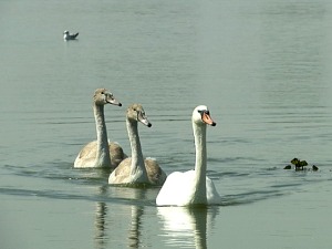Угинули лабудови код Борче оболели од птичјег грипа – има ли опасности за људе