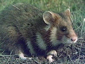 Последња оаза