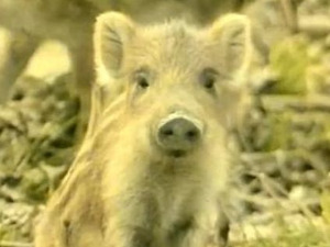 Свет који нестаје