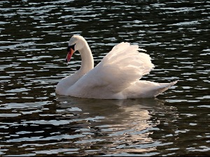 Потврђен птичји грип код лабудова у Београду, уведене превентивне мере