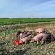 Свиње чувају аеродром у Амстердаму Свиње чувају аеродром у Амстердаму