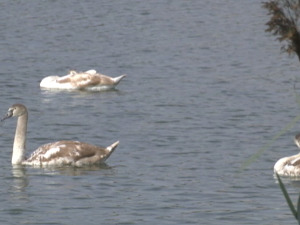 Ветеринари упозоравају узгајиваче живине на опрез због појаве птичјег грипа