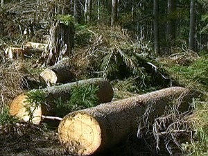 Зашто би требало да дрво одстоји бар годину дана пре ложења