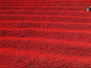 Професионалци: Драган Замуровић 