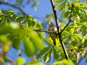 	Добро јутро децо: Славуј 