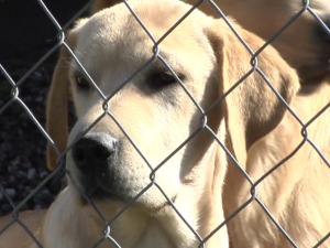 Љубав према животињама преточила у бескомпромисну борбу за њихова права