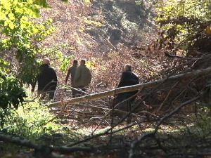 Топлички шумари беспомоћни у борби против бесправне сече – какве трикове користе шумокрадице