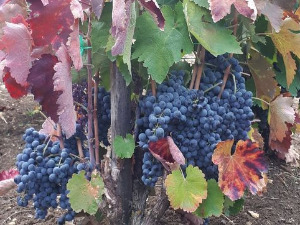 Бело вино од црног грожђа и све боје барика