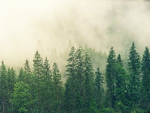 Хапшења због малверзација у управљању шумама