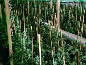 Још једна заплена марихуане, код Уба пронађено 1.170 стабљика канабиса