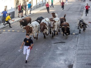 Фаталне последице трке са биковима у Шпанији