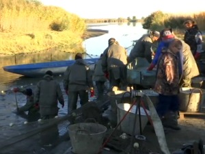 Зашто је шаран скупљи за чак 50 одсто