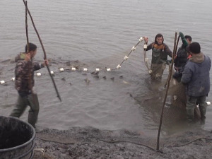 Да ли ће Србија морати да увози шарана