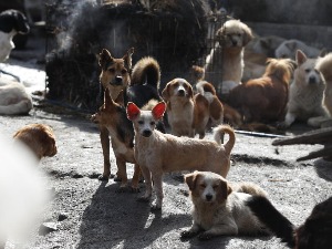 Конзумирање псећег меса, предмет сучељавања у трци за јужнокорејског председника