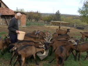 Алпске козе у срцу Колубаре, сир стигао до Америке и Француске