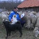 Историја и чување оваца немају много додирних тачака – осим у случају Мише Анђелковића из Пирота