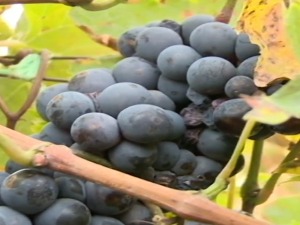 Српска кадарка, готово заборављена, може да замени и светске сорте грожђа