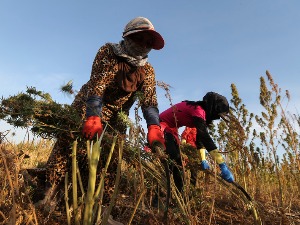 "Црвени Либанац" са висоравни Бека – пробали су све, али већ 100 година тамо успева само канабис