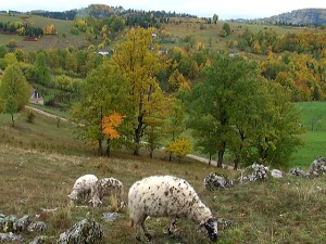 Како је Дона из Хјустона сазнала за Камену Гору и живот наставила у тој ваздушној бањи