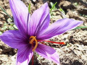 Квадратура круга: Шафран и лов на тартуфе