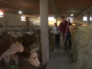 Обрадовићима пуна штала и обори, Ђорђе је одлучио да настави породичну традицију