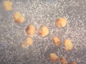 Ксеноботи, први живи роботи на свету сада могу да се размножавају, тврде научници