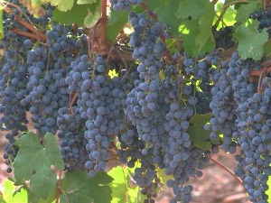 Моја лепа Србија: Прокупље