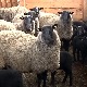 Романовска раса оваца троши мање хране од домаћих, а даје више јагањаца