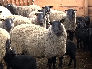 Романовска раса оваца троши мање хране од домаћих, а даје више јагањаца