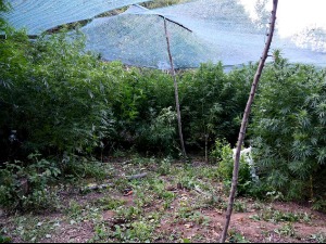 Ниш, ухапшене три особе због засада са око 750 килограма марихуане