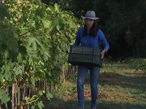 Жене знају тајну винове лозе, један од најлепших винограда Ломбардије гаје даме