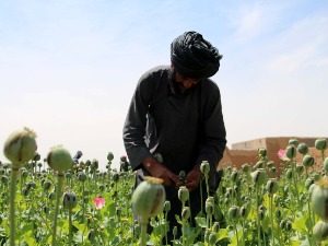 Опијумски мак цвета и под талибанима – из Авганистана потиче до 90 одсто светске производње 