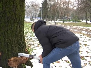 Како стабла иду на здравствени преглед