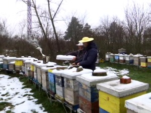 По цени се мед познаје, све више заинтересованих за пчеларство