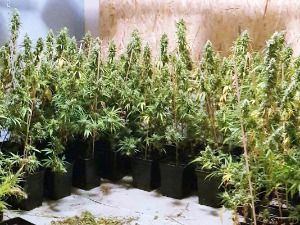 Откривена лабораторија за узгој марихуане у Земуну, ухапшен осумњичени