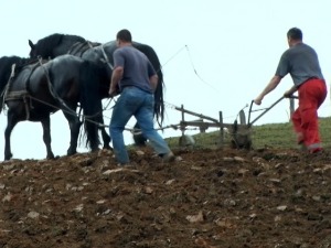 Марка и Турака одавно нема, али још се ору банатски друмови